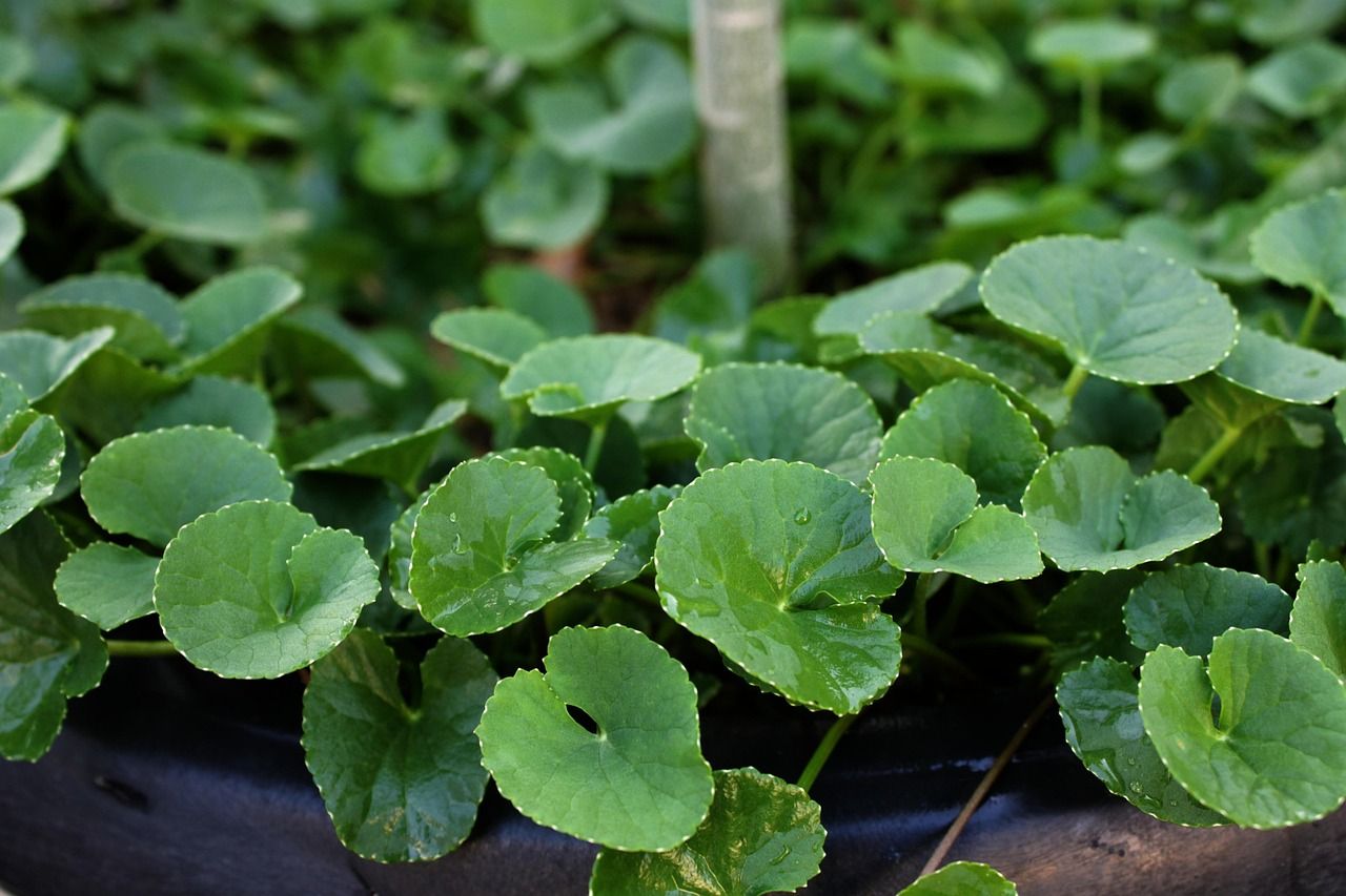 dalora - blog- centella